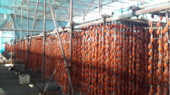 柿饼 沂蒙特产厂家直销 批发 全网低价销售 纯天然农副产品